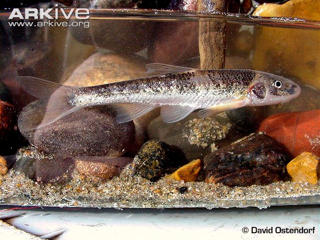 (Macrhybopsis) Род МАКРИБОПСИСЫ 8 видов